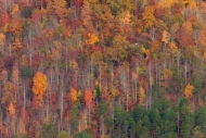 Tree;Hills;Gold;Gorge;Kingdom-Come-State-Park;Hillside;Forest;Green;leaves;Benha