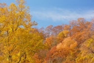 Kentucky;Blue;Gold;Fall;branches;Brown;Woodland;Forest;Woods;trunk;Woodlands;Clo