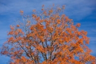 tree;Trees;Sky;Plant;Fall;Gray;Leafy;Orange;tree-limbs;Fort-Payne;Foliage;Blue;B