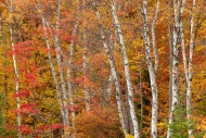 Autumn;Botanical;Branches;Brown;Calm;Fall;Forest;Forested;Gold;Habitat;Healing;H