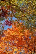 Autumn;Blue;Blues;Branches;Canopy;Cool-Colors;Cool-Palette;Cool-Tones;Couchville