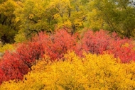 Autumn;Branch;Branches;Brown;Colorado;Fall;Green;Healing;Herbaceous;Image-type;L