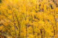 Autumn;Branch;Branches;Brown;Color;Colorado;Fall;Flowers-Plants;Foliage;Forest;F
