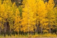 Autumn;Branch;Branches;Brown;Colorado;Fall;Forest;Forested;Gold;Green;Healing;He