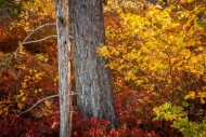 Autumn;Branches;Brown;Calm;Fall;Flowers-Plants;Forest;Forested;Gold;Great-Lakes;