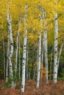 Woodland;leaves;Wooded-area;White;Fern;Tree;tree;Trees;Aspen;Wood;Fall;Red;Quaki