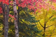Foliage;Woodland;Red;Brown;Tan;Green;Timber;Yellow;Leaf;Michigan;Forest;Gold;Upp