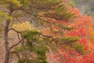 Green;tree-trunk;Yellow;Red;tree-limbs;Fall;trees;branch;tree;Alabama;Tree;Trees