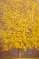 Abstraction;Ginko;misty;haze;Yellow;branches;Patterns;foggy;Fall;Autumn;Leaves;l