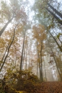 Autumn;Big-South-Fork-National-Recreation-Area;Branches;Calm;Canopy;Fall;Fog;For