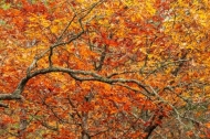 Autumn;Branches;Brown;Calm;Dupont-State-Forest;Fall;Forest;Forested;Gold;Healing