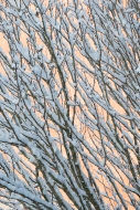 Abstract;Abstraction;Branches;Calm;Cold;Frozen;Ice;Icy;Line;Minimalism;Nature;Pa