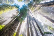 Branches;Forest;Forested;God-Rays;Mist;Redwood;Redwood-National-Park;Sunbeam;Sun