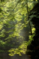 Brown;Forest;Forested;Geological;Geology;God-Rays;Gorge;Green;Habitat;Rock;Rocks
