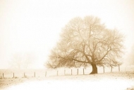 Black-and-White;Branch;Branches;Fence;Field;Fields;Landscape;Nature;Oneness;Past
