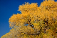 Arizona;Autumn;Blossom;Blossoms;Blue;Branches;Calm;Cottonwood;Fall;Floweret;Flow