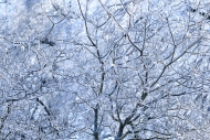 Abstract;Abstraction;Branches;Calm;Close-up;Cold;Concepts;Frost;Frozen;Healing;H