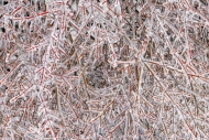 Abstract;Abstraction;Branches;Brown;Calm;Close-up;Cold;Concepts;Frost;Frozen;Hea