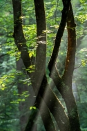 Branches;Brown;Calm;Concepts;Forest;Forested;God-Rays;Gold;Great-Smoky-Mountains