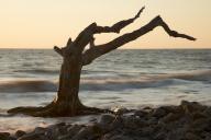 Bark;Beach;Beaches;Branch;Branches;close-of-day;Contour;Drift;driftwood;dusk;eve