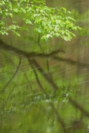 Streamlet;Trees;Rivulet;Leaf;Trunk;Leaves;Rachel;Leafy;Reflection;Plant;Creek;Br