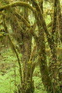 Forest;Green;Plants;Trees;Woodland