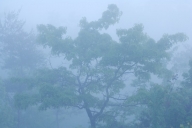 Aqua;Bark;Branch;Branches;Bush;Fog;Foggy;Forest;Gray;Green;Haze;Herbaceous;Leafy
