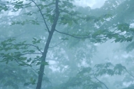 Aqua;Bark;Branch;Branches;Bush;Fog;Foggy;Forest;Gray;Green;Haze;Herbaceous;Leafy