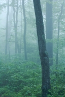 Aqua;Bark;Branch;Branches;Bush;Fog;Foggy;Forest;Gray;Green;Haze;Herbaceous;Leafy
