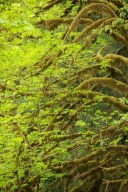 Bark;Boreal;Botanical;Bush;Ferns;Forest;Humid;Leaf;Leaves;Luxuriant;Moss;Natural