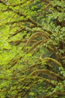 Bark;Boreal;Botanical;Bush;Ferns;Forest;Humid;Leaf;Leaves;Luxuriant;Moss;Natural