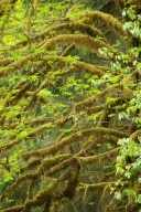 Bark;Boreal;Botanical;Bush;Ferns;Forest;Humid;Leaf;Leaves;Luxuriant;Moss;Natural