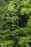 Plant;Trunk;Bark;Leafy;Branches;Branch;Woodland;Herbaceous;Shrub;Bush;Trees;Tree