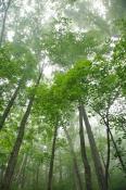Forest;Norma;Northern-Cumberlands;Sundquist-Wildlife-Management-Area;Tennessee;T