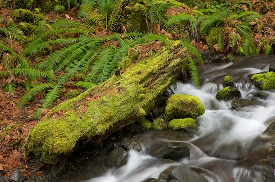 Boulder;Brook;Brown;Creek;Ferns;Forest;Geological;Geology;Green;Lake Crescent;Moss;Olympic National Park;Orange;Rivulet;Rock;Rock Formations;Rocks;Rust;Stone;Stones;Stream;Streamlet;Striation;Timber;Timberland;Washington;White;Wood;Woodland;Woodlands;Woods