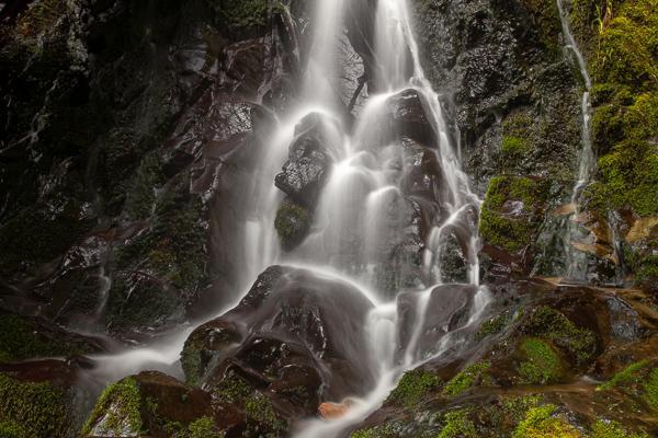 Blossom;Blossoms;Botanical;Boulder;Brown;California;Calm;Cascade;Chute;Cool;Creek;Falling;Falls;Fern Falls;Flow;Floweret;Flowering;Flowers;Geological;Geology;Gold;Healing;Health care;Healthcare;Herb;Jedediah Smith Redwood State Park;Lichens;Moss;Nature;Pastoral;Plant;Pouring;Redwood National Park;Rock;Rock formations;Rocks;Shrub;Spilling;Stone;Stones;Stream;Streaming;Tan;United States;Water;Waterfalls;Waterscape;bloom;botanicals;botany;ferns;flora;floral;flower;flowing;green;greenery;herbage;landscape;oneness;peaceful;plant;plants;rapids;restful;serene;soothing;striation;tranquil;vegetation;waterfall;wet;zen