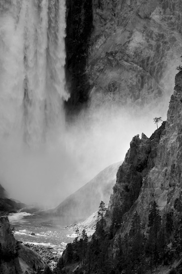 Bark;Black and White;Boulder;Branch;Branches;Chute;Contour;Cool;Falling;Falls;Flow;Form;Geological;Geology;Grand Canyon of Yellowstone;Herbaceous;Lower Falls;Outline;Plant;Profile;Rock;Rock Formations;Rocks;Shadow;Shape;Silhouette;Spilling;Stone;Stones;Stream;Striation;Tree;Tree Trunk;Trees;Trunk;Water;Waterfall;Waterfalls;Wet;White;Wyoming;Yellowstone National Park;Yellowstone River
