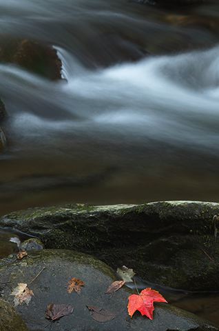 Abstract;Fall Scenes;Leaf;Leaves;National Park;National Parks;River;Season;Stream;Rocks;Water;Waterfall;Plants;Great Smoky Mountains;Rock Formations;Flowing;Pouring;Power;Red;Nature;Colorful;Botanical;Vegetation;Foliage