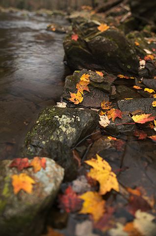 Waterfall;Stream;Water;Flowing;Pouring;Cool;Wet;Flow;Fall Scenes;Forest;Leaf;Leaves;Nature;Trees;Ledge;Mountain;Cliff;Precipice;Peak;Mountain Top;Rock Formations;Rocks;Boulder;Vertical;High;Power;Powerful;Scenic View;Scenics;Summit