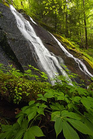 Waterfall;Stream;Water;Flowing;Pouring;Cool;Wet;Flow;Cascade;Cascading;Spray;Forest;Trees;Leaves;Leaf;Plants;Woods;Bark;Outdoors;Nature;Natural;Woodland