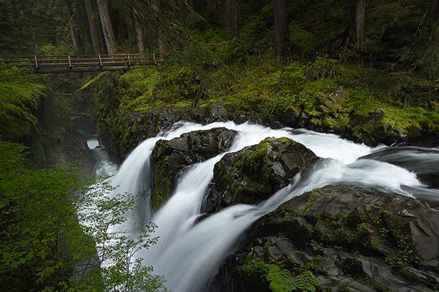 Plants;Forest;Woodland;Trees