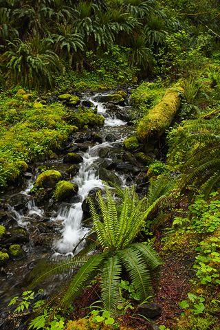 Forest;Trees;Leaves;Leaf;Plants;Woods;Bark;Outdoors;Nature;Natural;Woodland;Moss;Ferns;Botanical;Rainforest;Rain forest;Temperate;Wet;Humid;Weather;Bush;Tropical;Luxuriant;Boreal;Timberland;Cliff;Rock Face;Sheer;Steep;Waterfall;Stream;Water;Flowing;Pouring;Cool;Flow;Cascade;Cascading;Spray;Cataract;Falls;Chute;Falling;Spilling;Ledge;Mountain;Precipice;Peak;Mountain Top;Rock Formations;Rocks;Boulder;Vertical;High;Power;Powerful;Scenic View;Scenics;Summit