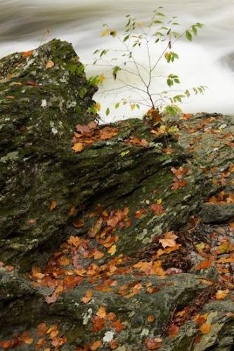 Brown;Tennessee;Fallen Leaves;Autumn;Green;Gray;Moss;Great Smoky Mountains National Park;Plants;leaves;Plant;Fallen;Rocky;Boulders;Wabi Sabi;Rock;Boulder;Stream;Fall;Rocks;Leaves;Leaf
