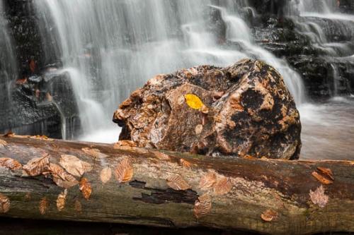Brown;Cascade;Chute;Fallen;Fallen Leaves;Fallen Log;Falls;Foliage;Gold;Healing;Health care;Healthcare;Landscape;Leaf;Leaves;Modern;Mohawk Falls;Nature;Oneness;Peaceful;Pennsylvania;Plant;Pouring;Rapids;Ricketts Glenn State Park;Streaming;Tan;Tree;Trunk;Veins;Wabi Sabi;Waterfall;Waterfalls;Waterscape;botanical;botanicals;calm;contemporary;contemporary art;fallen trees;modern art;restful;serene;soothing;tranquil;zen