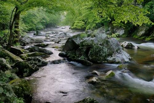 Springtime;flowing;Rapids;Trees;Rock;Spring;Tree;Rocks;Stones;water;Rocky;flow;Boulders;Cascade;Forest;Landscape;Cascading;Boulder;Stone;Tennessee;Little River;Timber;Stream;Great Smoky Mountains;Green;Outdoor;river;Timberland