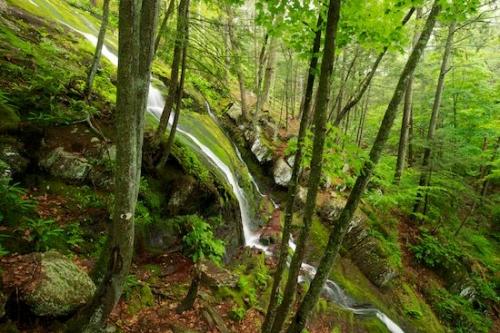 Greenery;Waterfalls;Hillside;Woodland;mossy;Water;Chute;Rock;Trees;Green;Tan;Forest;Falls;Wooded area;Plants;Mountainside;Tree;Textures;Cascade;Woods;Vegetation;Pouring;Cascading;Rock Face;Hill;Buttermilk Falls State Park;cliff;Streaming;Waterfall;leaves;Moss;Rocks;Rock Formations;Wood;Gorge;Brown;New Jersey