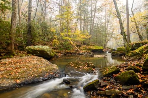 Botanical;Boulder;Boulders;Branches;Brook;Brown;Calm;Cascade;Cascading;Chute;Creek;Fall;Fallen;Fallen Leaves;Falls;Flow;Forest;Forested;Gold;Healing;Health care;Healthcare;Leaf;Moss;Nature;Pastoral;Pouring;River;Rock;Rock formations;Rocks;Stone;Stones;Stream;Stream Bank;Streaming;Tan;Timber;Timberland;Tree;Wabi Sabi;Warm Colors;Warm Palette;Warm Tones;Water;Waterfalls;Waterscape;Wood;Woodland;Woodlands;Woods;Yellow;bark;branch;color;flowing;foliage;green;landscape;leaves;limbs;oneness;orange;peaceful;plant;rapids;red;reflection;reflections;restful;river bank;serene;soothing;tranquil;tree limbs;tree trunk;trees;trunk;waterfall;zen