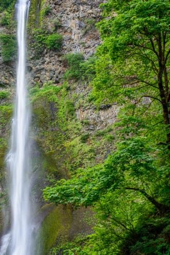 Branches;Brown;Cascade;Cascading;Chute;Columbia River Gorge;Falling;Falls;Fern;Flow;Foliage;Gold;Green;Multnomah Falls;Oregon;Pouring;Rock Face;Rock Formations;Spilling;Stream;Streaming;Tan;Tree;Trees;Water;Waterfall;Waterfalls;bark;tree limbs