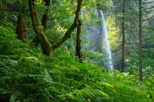 Brown;Cascade;Cascading;Chute;Falling;Falls;Fern;Flow;Forest;Forested;Geology;Gray;Green;Latourell Falls;Leaves;Moss;Pouring;Rock;Rock Formations;Spilling;Stone;Stream;Streaming;Timberland;Tree;Trees;Water;Waterfall;Waterfalls;Wet;Wood;Woodland;Woods