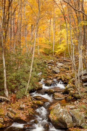 Autumn;Boulder;Boulders;Branches;Brook;Brown;Calm;Cascade;Cascading;Chute;Creek;Fall;Falls;Flow;Forest;Forested;Gold;Habitat;Healing;Health care;Healthcare;Nature;Pastoral;Pebbles;Pouring;Ripple;River;Rock;Rock formations;Rocks;Rocky;Stone;Stones;Stream;Stream Bank;Streaming;Sunlight;Sunshine;Tan;Timber;Timberland;Tree;Water;Waterfalls;Waterscape;Wood;Woodland;Woodlands;Woods;Yellow;flowing;green;landscape;leaves;limbs;oneness;orange;peaceful;plants;rapids;restful;river bank;serene;soothing;sunlit;tranquil;tree limbs;trees;trunk;waterfall;zen